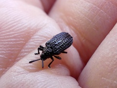 Microrhopala excavata