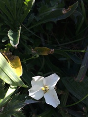 Erysimum concinnum