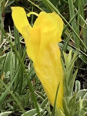 Cymbaria daurica
