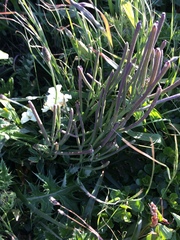 Erysimum concinnum