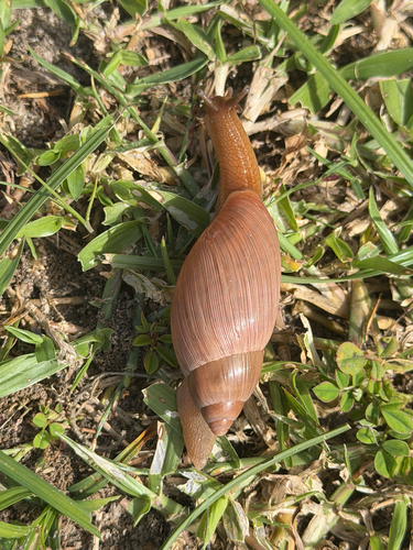 Euglandina rosea observed 2026-10-25