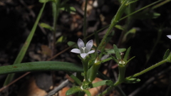 Githopsis diffusa candida