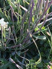 Erysimum concinnum