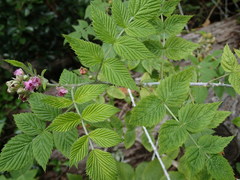 Rubus niveus