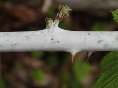 Rubus niveus