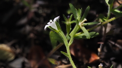 Githopsis diffusa candida