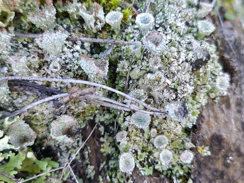 Cladonia pyxidata observed 2026-10-25