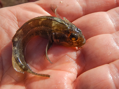 Tripterygiidae