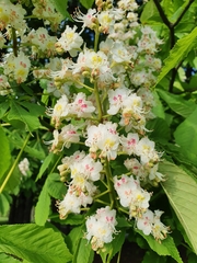 Aesculus hippocastanum