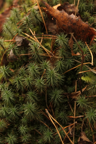 Polytrichum juniperinum observed 2026-10-25