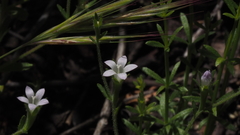 Githopsis diffusa candida