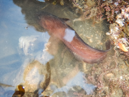 Pseudophycis breviuscula