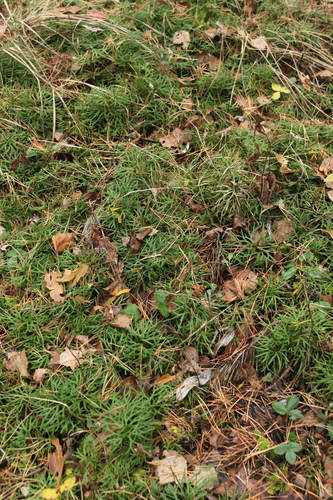 Diphasiastrum complanatum observed 2026-10-25