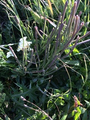 Erysimum concinnum
