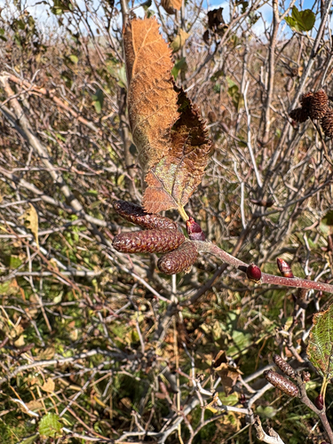 Alnus alnobetula observed 2026-10-25