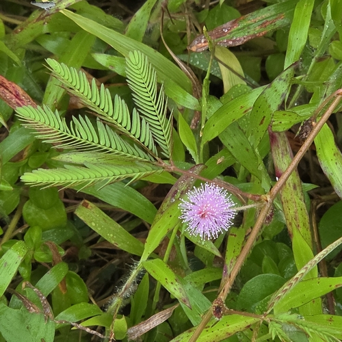 Mimosa pudica observed 2026-10-25