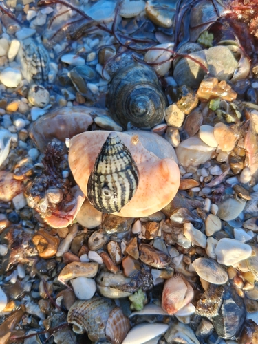 Tritia reticulata observed 2026-10-25