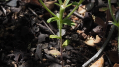 Githopsis diffusa candida