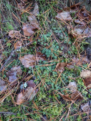 Pogonatum observed 2026-10-23