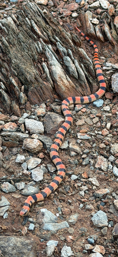 Ground Snake