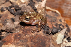 Craugastor yucatanensis
