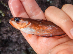 Pseudophycis breviuscula