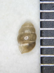 Vertigo tridentata