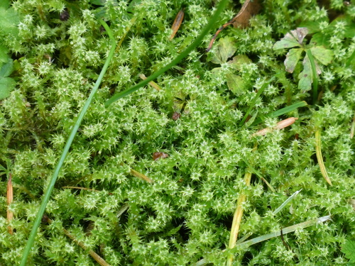 Rhytidiadelphus squarrosus observed 2026-10-25