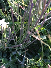 Erysimum concinnum