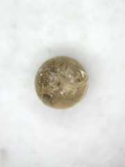 Vertigo tridentata