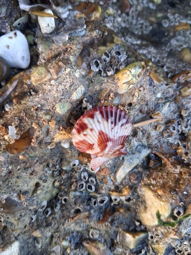 Aequipecten opercularis observed 2026-10-25