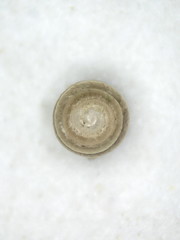 Vertigo tridentata
