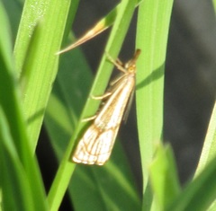 Thisanotia chrysonuchella