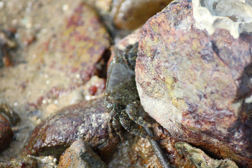 Metopograpsus observed 2026-10-25