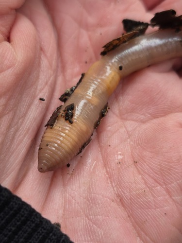 Allolobophora observed 2026-10-25