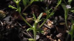 Githopsis diffusa candida