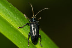 Plateumaris discolor