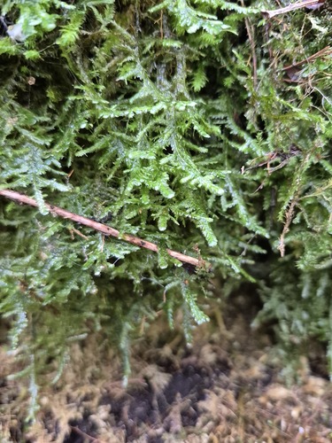 Alleniella complanata observed 2026-10-25