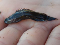 Acanthoclinus fuscus