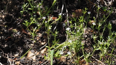 Githopsis diffusa candida