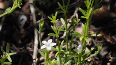 Githopsis diffusa candida