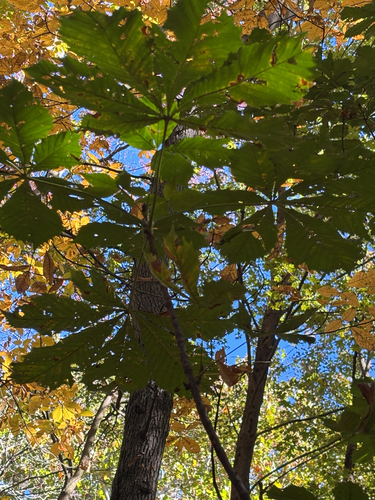 Aesculus hippocastanum observed 2026-10-25