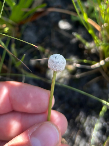 Eriocaulon observed 2026-10-24