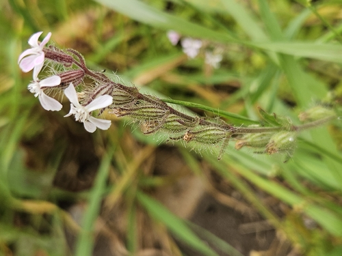 Silene gallica observed 2026-10-25