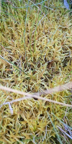 Pleurozium schreberi observed 2026-10-25