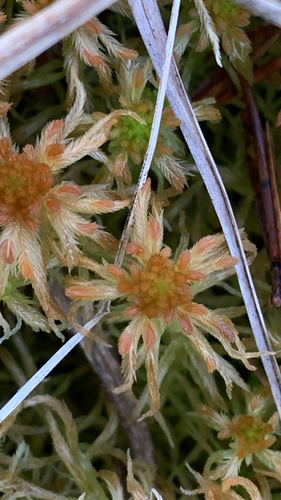 Sphagnum observed 2026-10-25