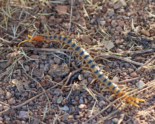 Common Desert Centipede
