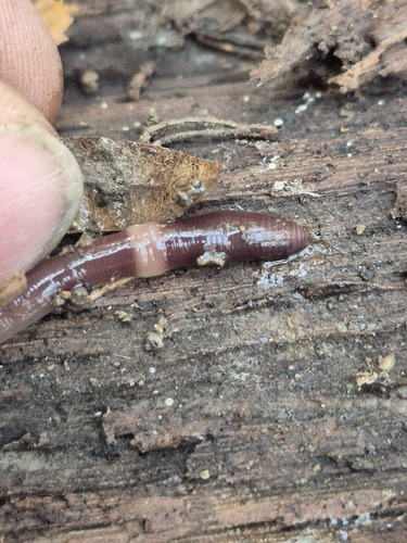 Dendrobaena octaedra observed 2026-10-25