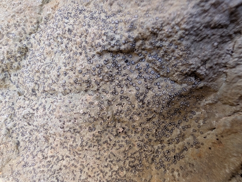 Lecidea observed 2026-10-25