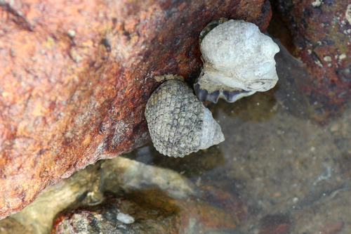 Monodonta labio observed 2026-10-25